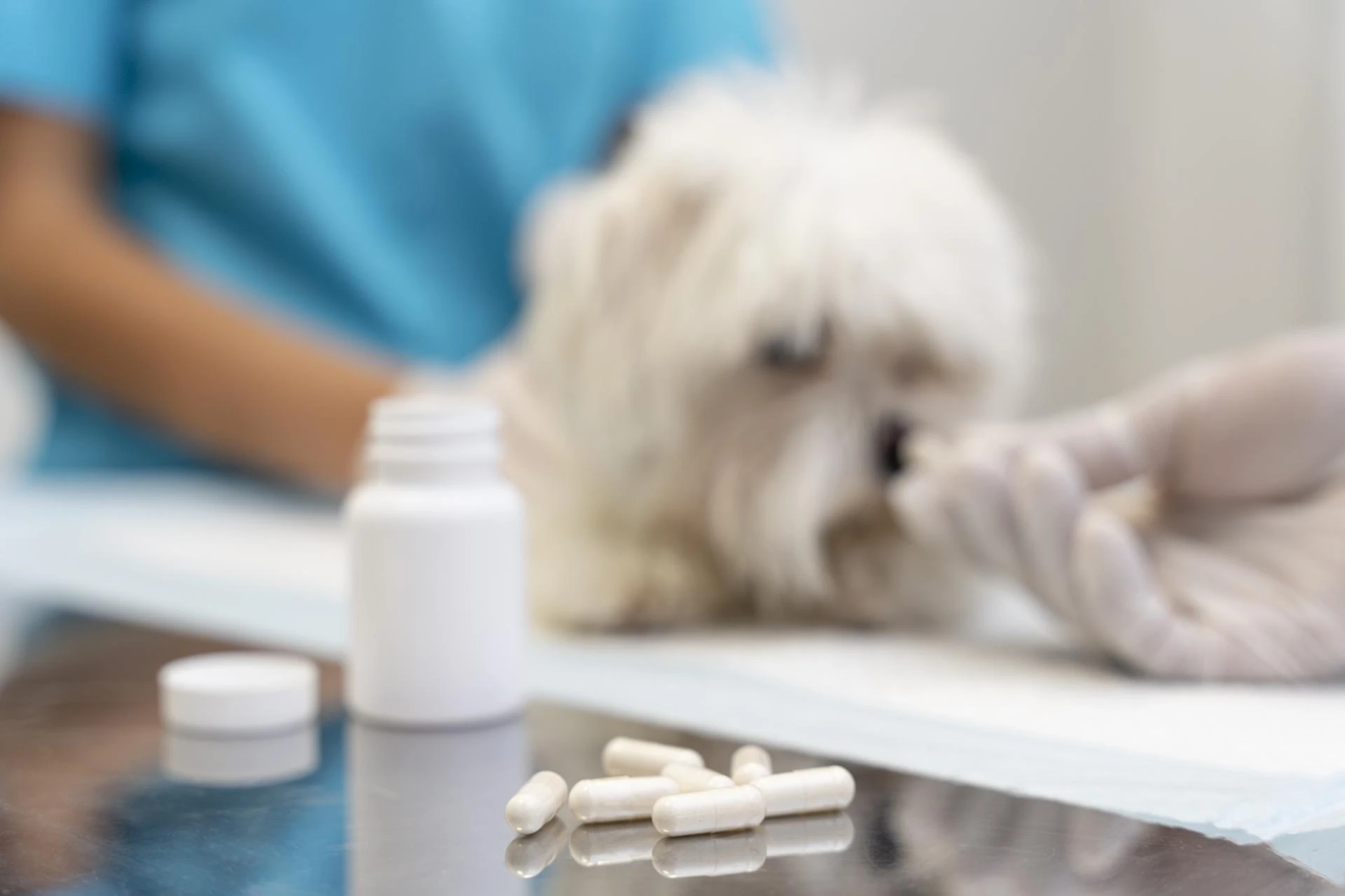 Understanding Common Veterinary Medicines Used for Pet Health Care 