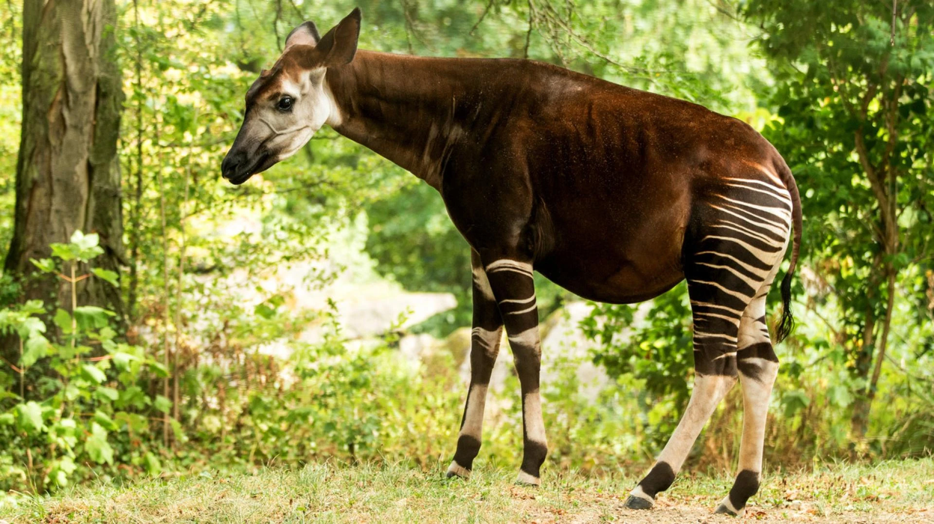 The Wildlife of the Congo Rainforest