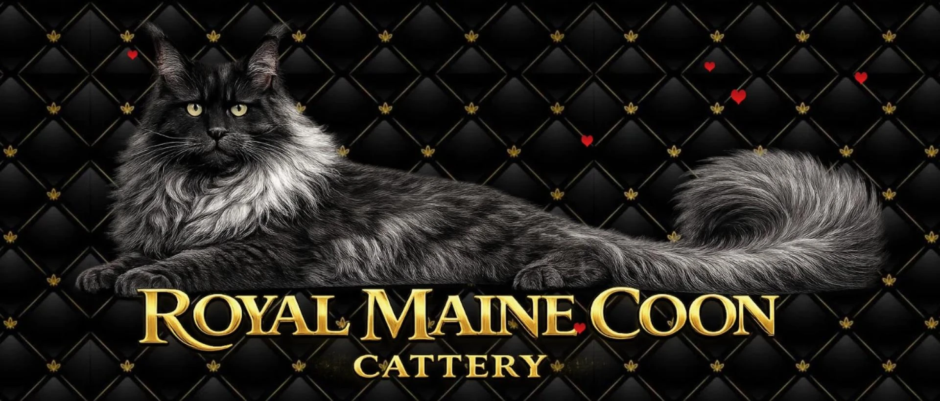 Maine Coon Cat Personality Traits Every Owner Should Know