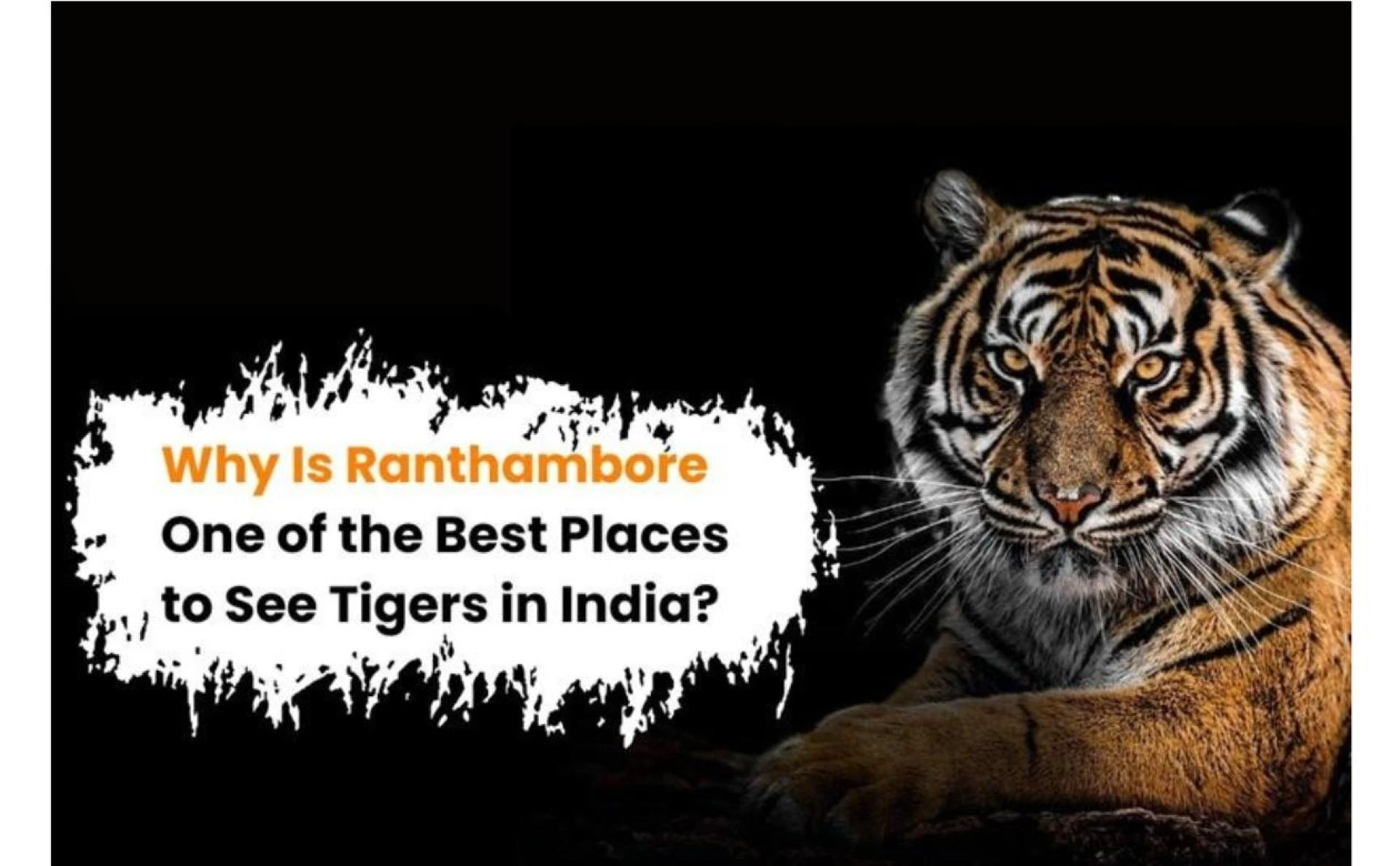 Why Is Ranthambore One of the Best Places to See Tigers in India?