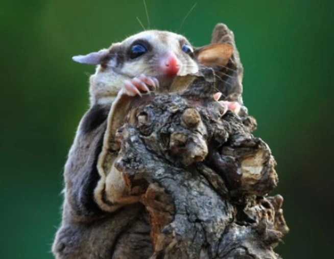 Creating a Safe and Pest-Free Environment for Your Property