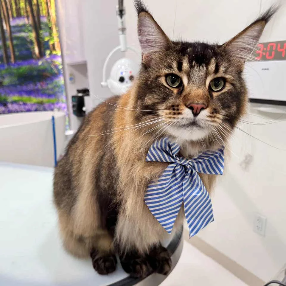 Affordable Cat Grooming Packages in North Hollywood, USA – Spring Season Guide