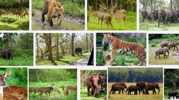 Wildlife Guide: Top Rated Tiger National Parks in Rajasthan