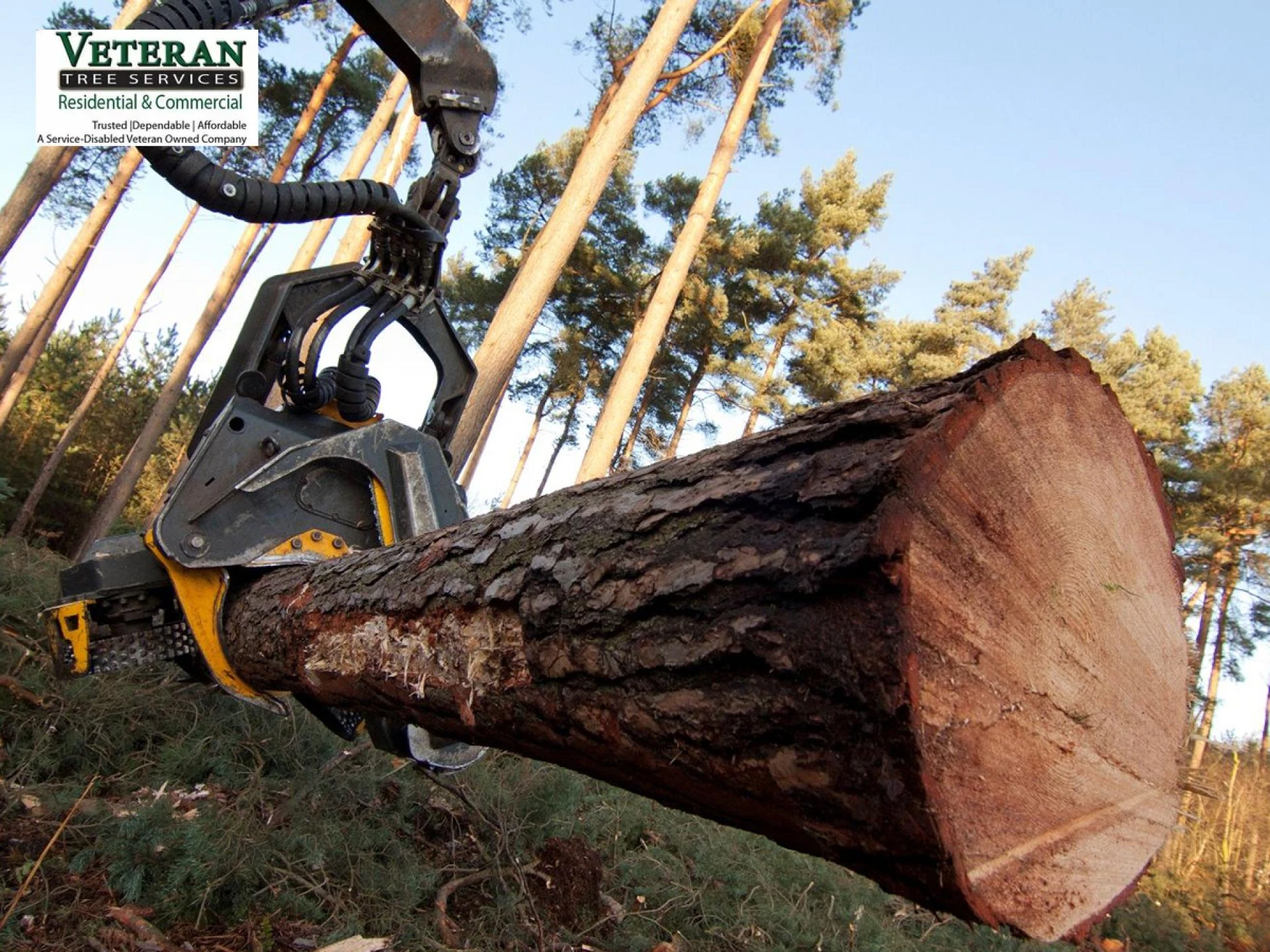 Modernize Your Yard With The Best Tree Removal Service