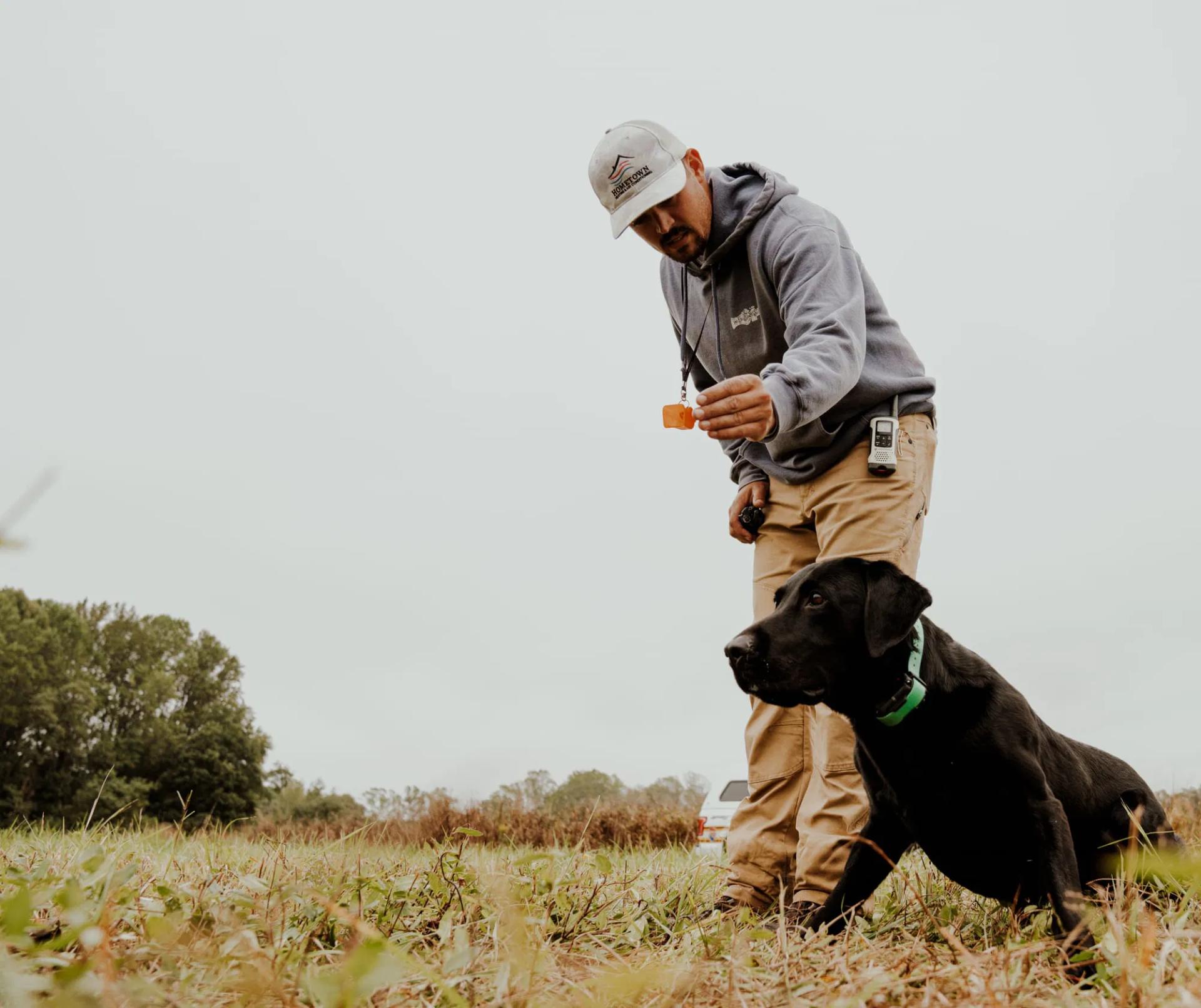 Professional Retriever Training Services in Berryville, VA with Pat Nolan