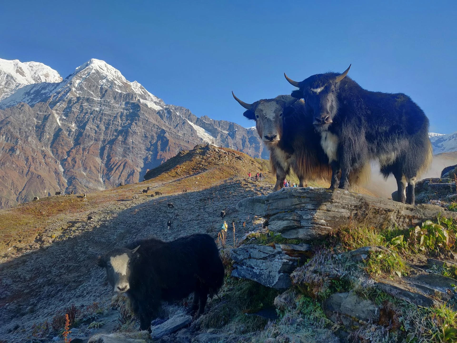 Mardi Himal Trek: Must-Visit Place for Himalayan Adventure
