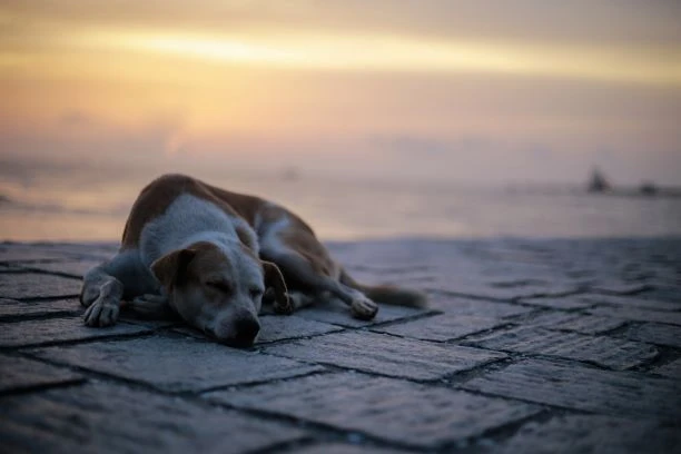 Animal Attack Lawyer in Silverdale – Legal Help for Injury Claims