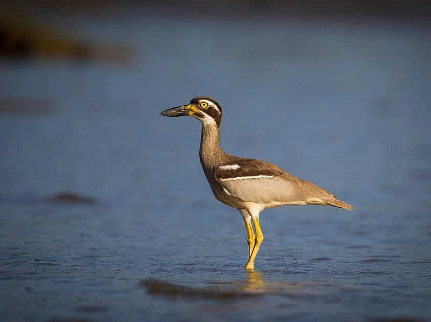 Andaman Birding Tour: Hidden Bird Watching Gems You Shouldn’t Miss