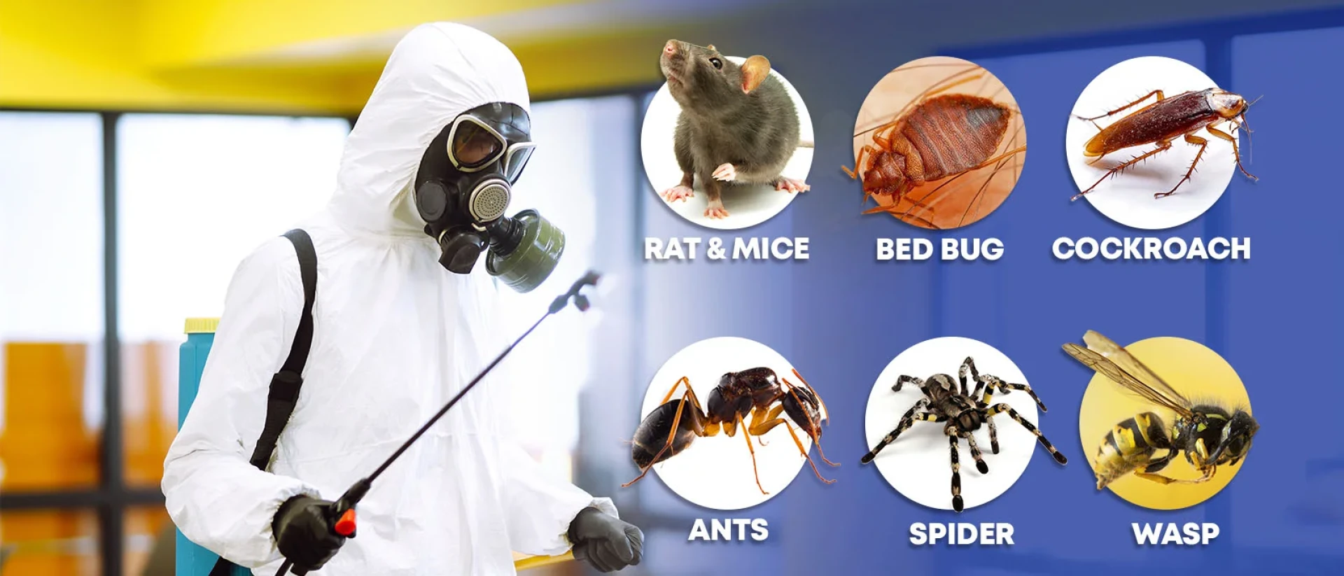 Reasons DIY Rat Control Fails in Manchester Properties
