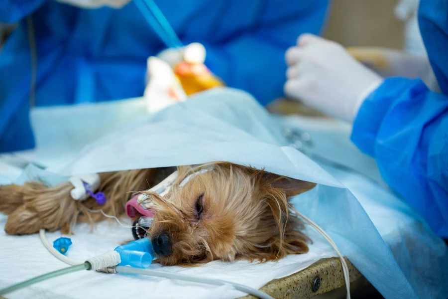 Preparing Your Dog for Surgery: Safe Anesthesia at Family Veterinary Care of Oakdale