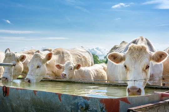 Why Livestock Water Troughs Grow Algae And How Klean Farm Solutions Improves Water Cleaning
