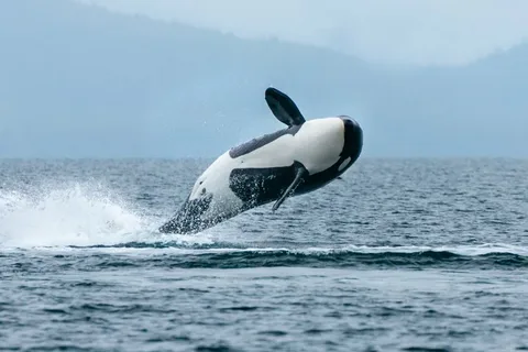 How Long Can Whales Hold Their Breath? A Deep Dive into Marine Adaptations