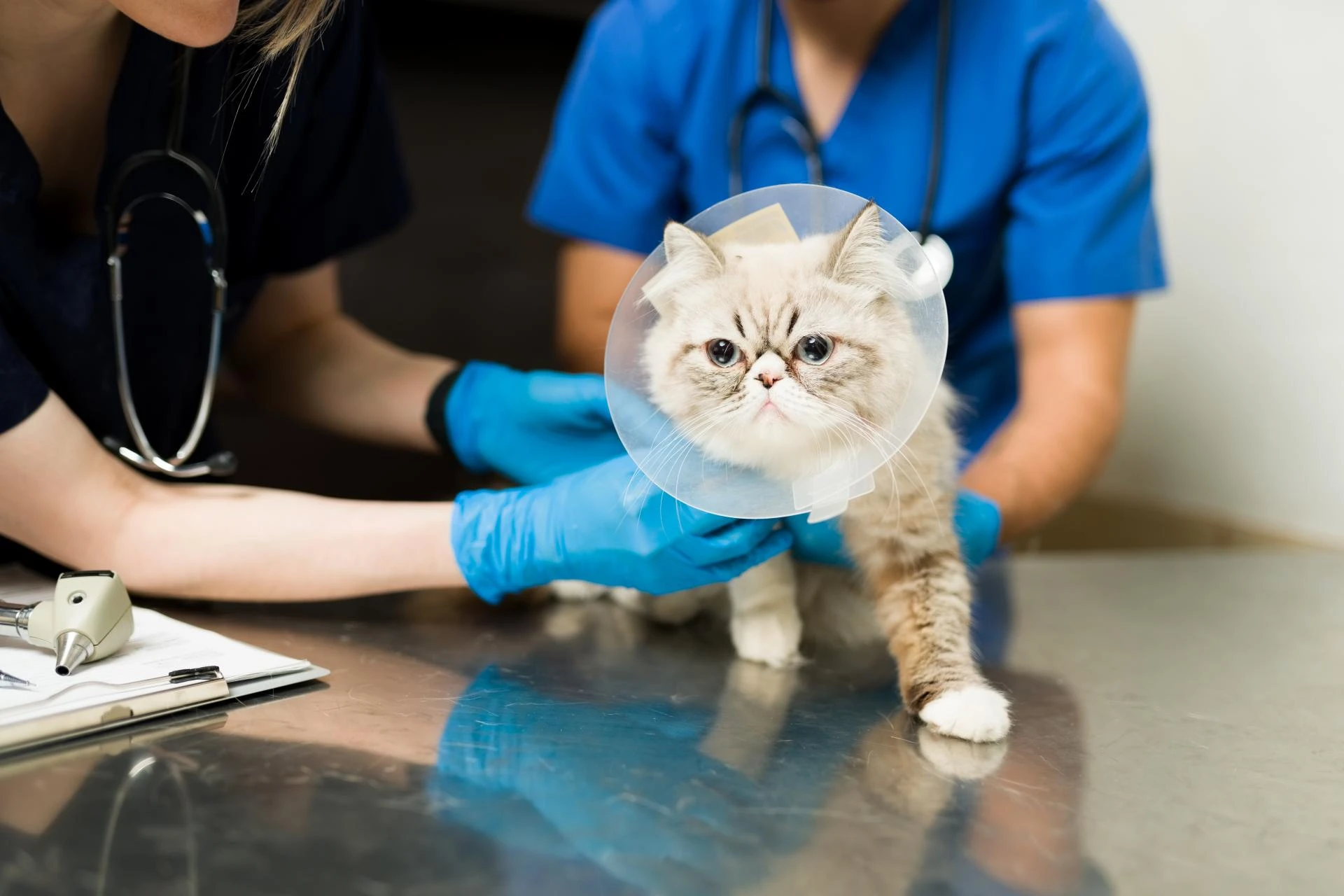 Why Is a Cat Abdominal Ultrasound Better Than X-Rays for Certain Conditions?