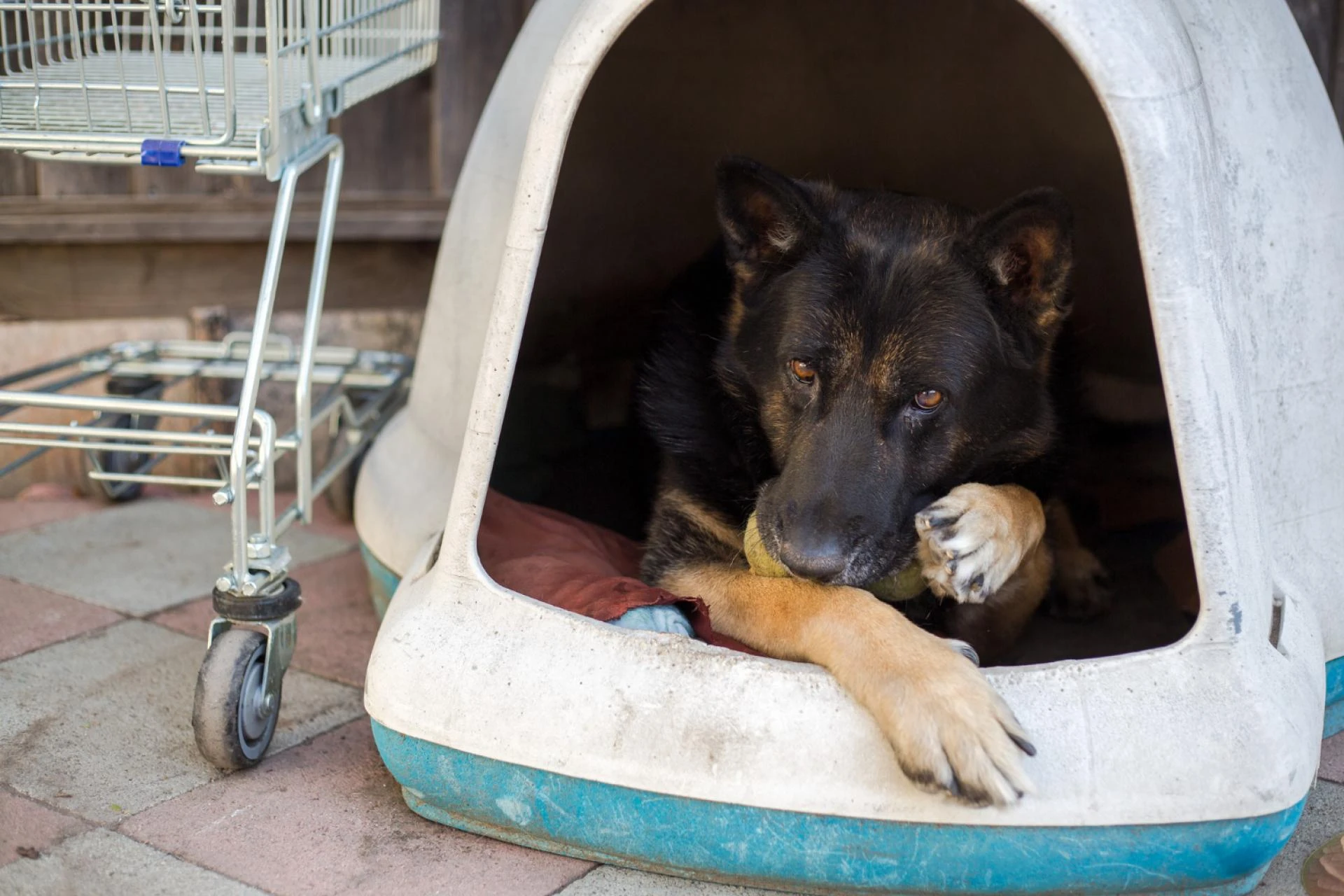 Finding Quality Pet Care: What to Look for in Vet Clinics in Las Vegas