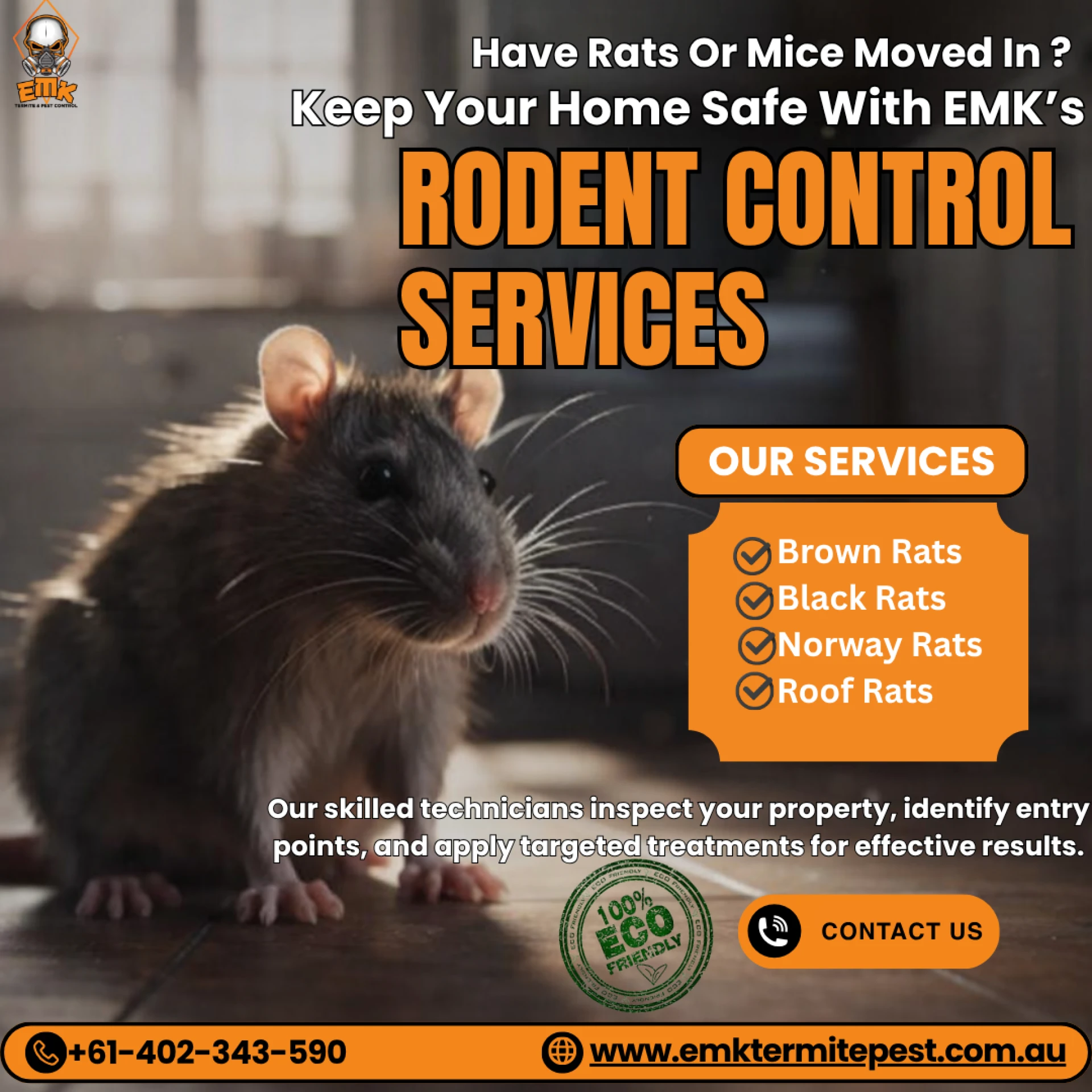 Common Rodent Problems in Sydney and How to Solve Them