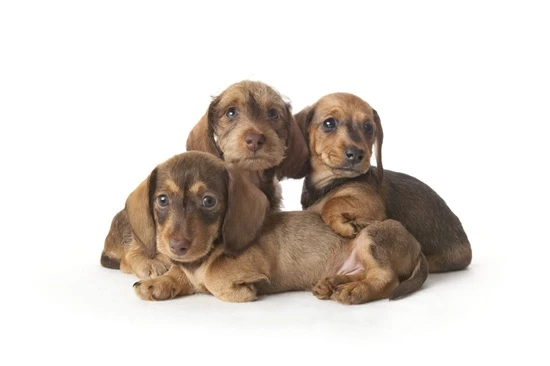 Paws, Personality & Surprises: Why Mixed Breed Puppies Steal the Show
