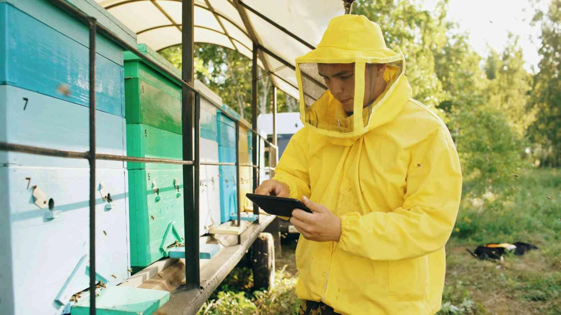 Beekeeping Suit vs Jacket: Which One Should You Choose?