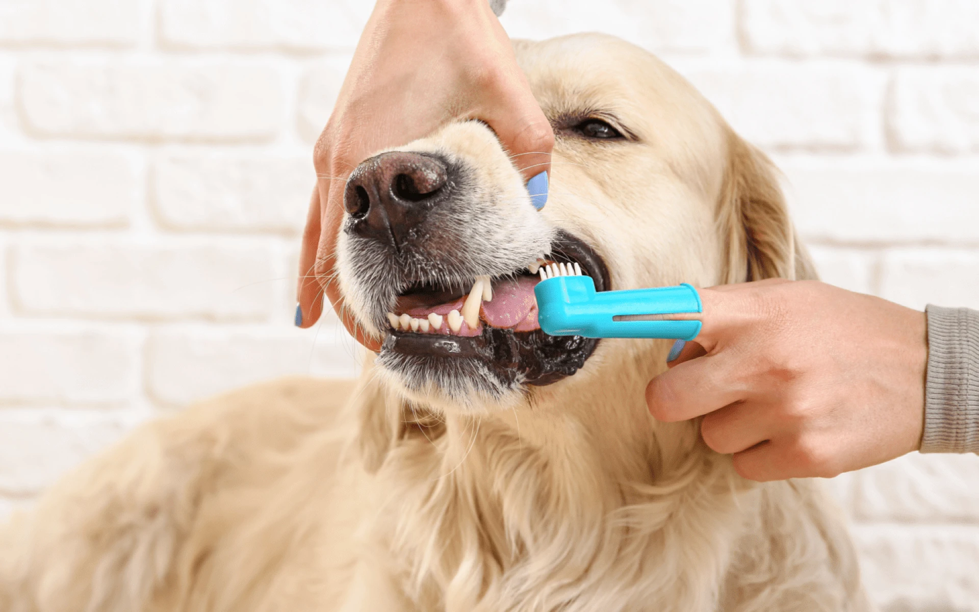 Why is Your Pet’s Dental Health a Make-or-Break for Overall Well-Being? | Complete Guide for Pet Owners in Oakdale & Nearby Areas