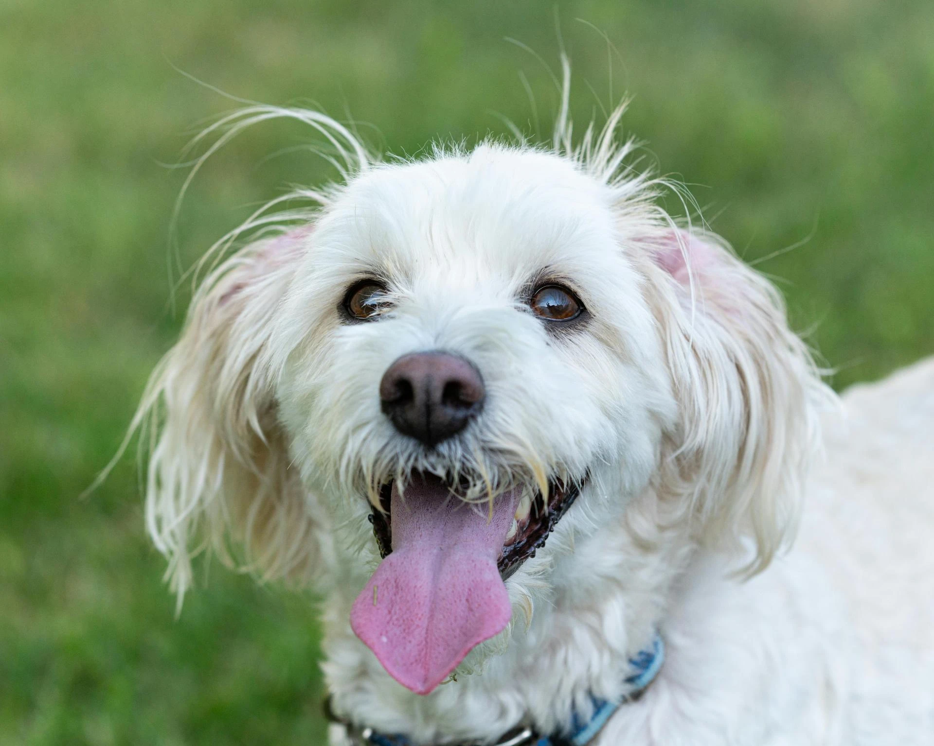 How to Build a Balanced Routine for Your Pet’s Physical Health 