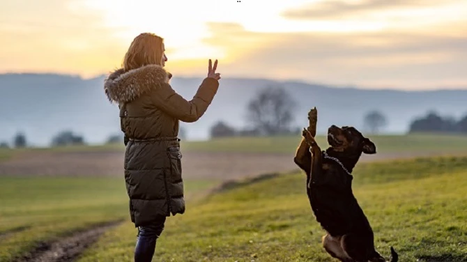 Farm Style Dog Boarding as a Lifestyle, Not Just a Service
