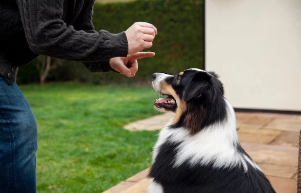 The Role Of Mental Stimulation In Reducing Dog Behavioral Problems