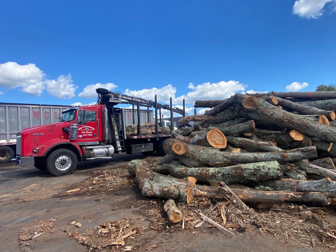 What Rhode Island Home Buyers Should Know About the Trees on a Property