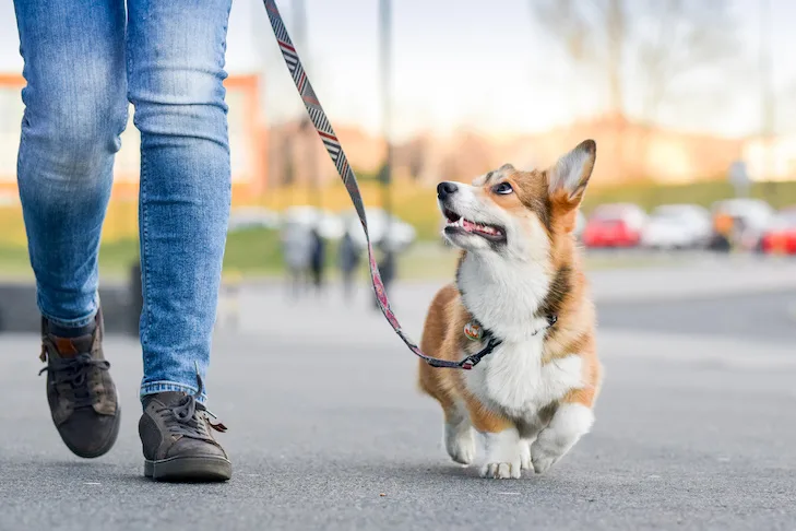 How Can You Find Reliable and Affordable Best Dog Walkers New Orleans?