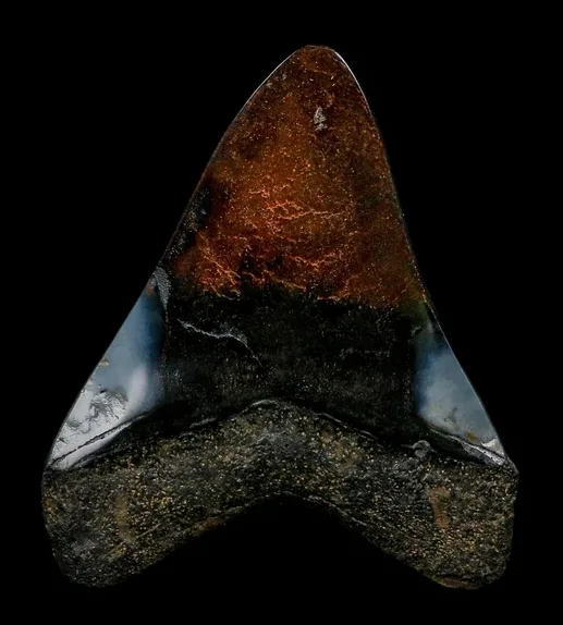 Real Megalodon Teeth for Sale vs. Replicas: How to Tell the Difference