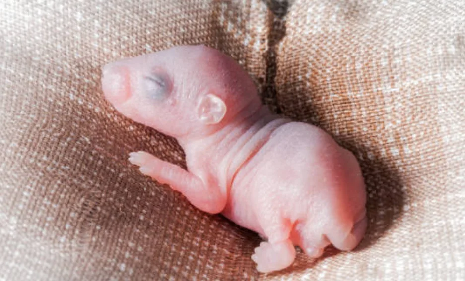 Maintaining a Pest-Free Property with Smart Solutions in Melbourne