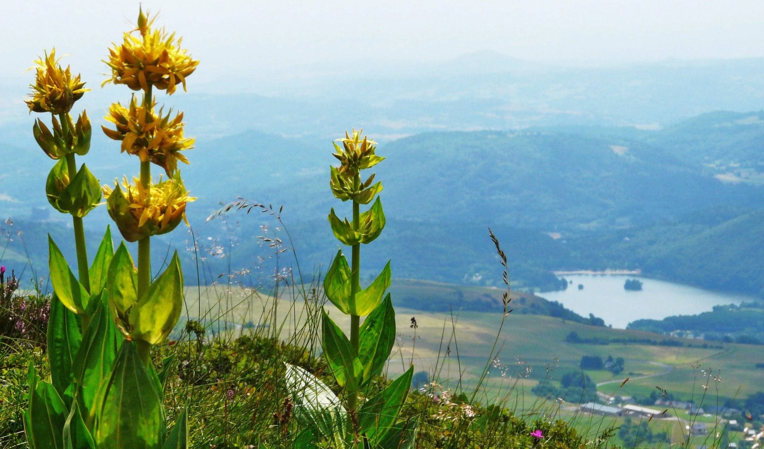 Natural Medicine: Returning to the Foundations of Health