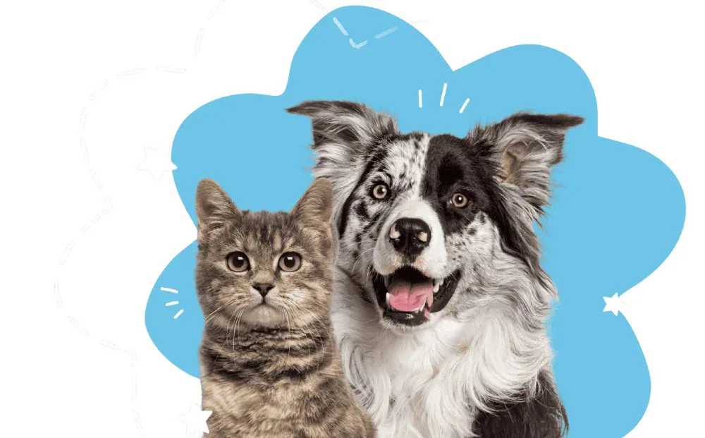 Top Benefits of Ordering from a Canadian Pet Pharmacy