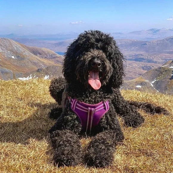 Smart Dog Walking Essentials: The Small Accessories That Make a Big Difference