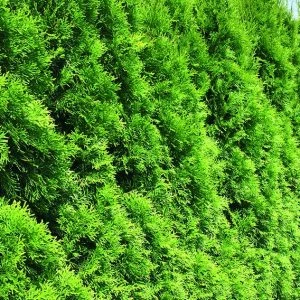 Thuja-occidentalis-smaragd-Emerald-Green-row