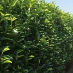 English Laurel