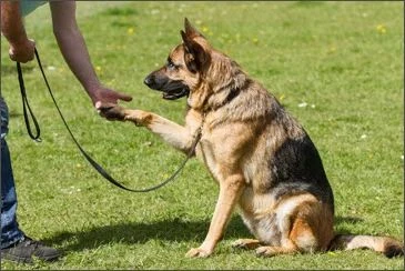 Dog Training Services in Jaipur, Jhalana Doongri by Mr n Mrs Pet Online Pet Shop | ID: 13924441355