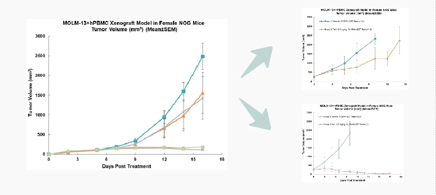 PBMC humanized mouse lymphoma transplantation model
