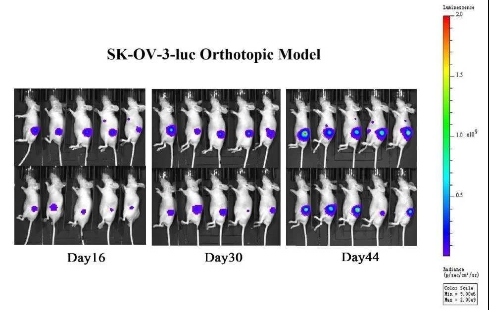 Orthotopic ovarian cancer transplantation