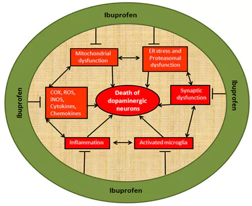 Mechanism of action of ibuprofen.webp