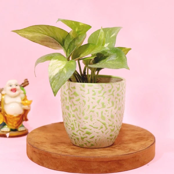 Wealthy Money Plant