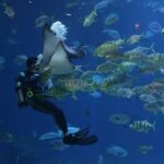 scuba diving dubai