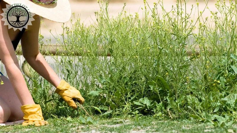 Garden Clearance | Garden clearance near me 