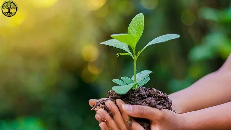 Garden Clearance | Garden clearance near me