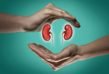 A human kidneys between two palms of a woman on blue and green background. The concept of a healthy kidneys.