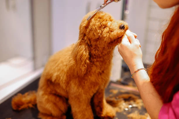 Goldendoodle Matted Beard