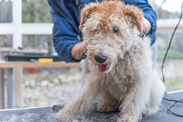 Dog Detangler Homemade