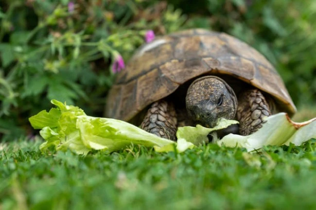 Reptiles