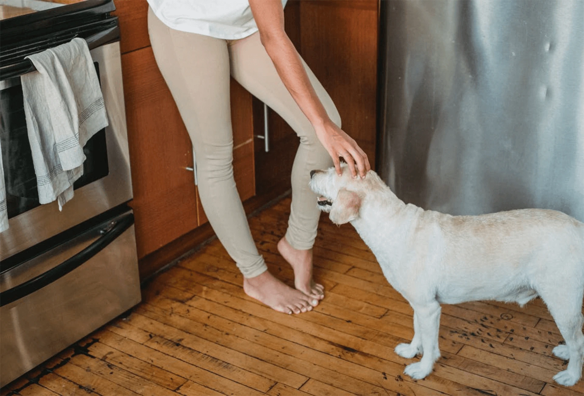 for kitchen with dogs