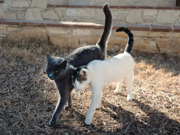 Cats headbutting