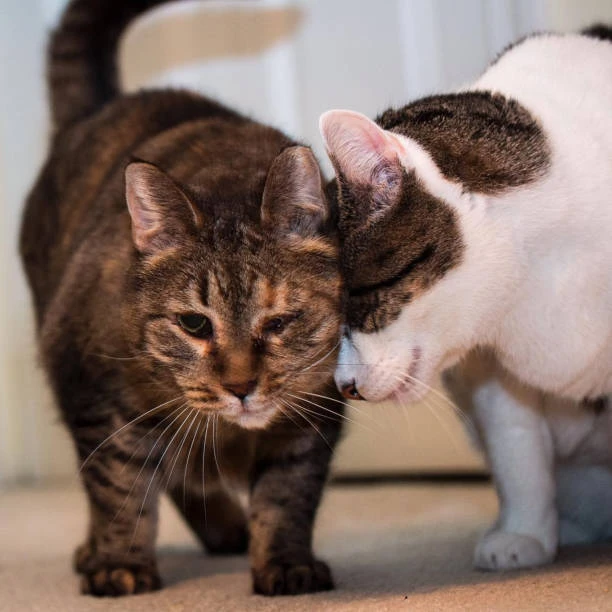 Cats headbutting