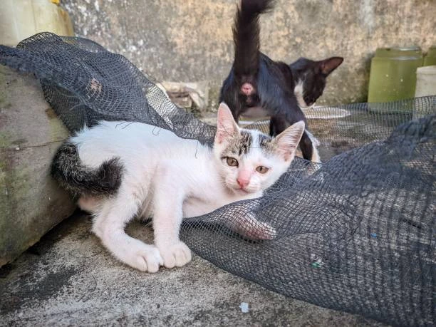 Cats headbutting